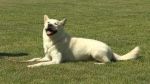 豐山犬