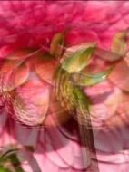 Dahlia