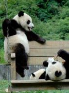 噴嚏熊貓