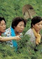 麻婆島