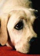 導(dǎo)盲犬小Q