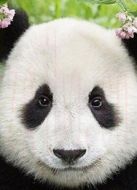 BBC：無(wú)比可愛(ài)的動(dòng)物劇情介紹(1-1全集)