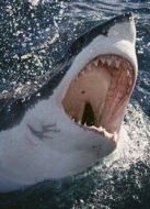 BBC：鯊魚治療法之恐怖鯊魚劇情介紹(1-1全集)