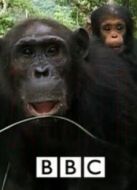 BBC：黑猩猩家族的命運(yùn)劇情介紹(1-4全集)