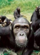 BBC：靈長(zhǎng)動(dòng)物的秘密生活劇情介紹(1-4全集)
