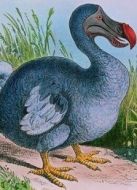 BBC：渡渡鳥生存指南海報(bào)