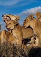 BBC：動物群追逐者劇情介紹(1-1全集)