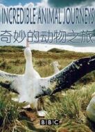 BBC：奇妙的動物之旅劇情介紹(1-6全集)