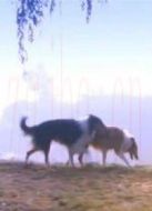 阿寶的故事劇情介紹(1-3全集)